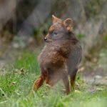 The Warsaw Zoo welcomed a tiny pudu fawn.